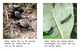 Thumb_where_do_insects_live_eng_lowresspread_page_5