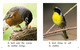 Thumb_what_birds_do_eng_lo_res_5