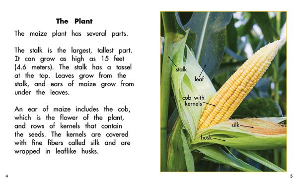 Interior spread #2 for Maize: Plant of the Americas by Barbara M. Flores; Elena Castro; Eddie Hernández